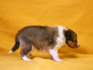 シェットランドシープドッグ（シェルティー）子犬販売、セーブル、男の子（オス）、2013年12月01日産まれ、神奈川県ブリーダー、ID5261