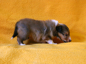 シェットランドシープドッグ（シェルティー）子犬販売、セーブル、男の子（オス）、2013年12月01日産まれ、神奈川県ブリーダー、ID5263