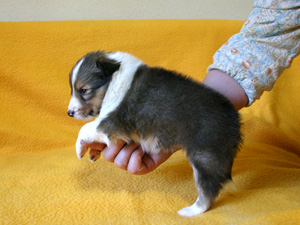 シェットランドシープドッグ（シェルティー）子犬販売、セーブル、女の子（メス）、2013年12月01日産まれ、神奈川県ブリーダー、ID5264