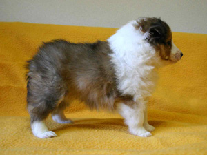 シェットランドシープドッグ（シェルティー）子犬販売、セーブル、女の子（メス）、2013年11月20日産まれ、神奈川県ブリーダー、ID5265