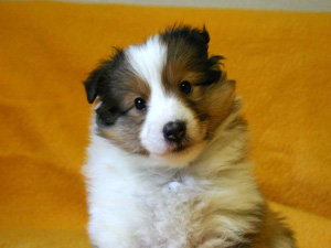 シェットランドシープドッグ（シェルティー）子犬販売、セーブル、女の子（メス）、2013年11月20日産まれ、神奈川県ブリーダー、ID5265