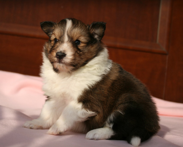 シェットランドシープドッグ（シェルティー）子犬販売情報、セーブル、女の子（メス）、2014年02月12日産まれ、神奈川県ブリーダー、ID5975