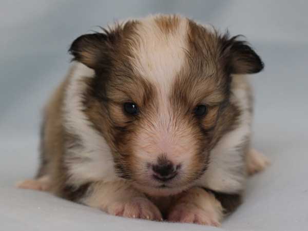 シェットランド・シープドッグ（シェルティー）子犬販売情報、セーブル＆ホワイト、女の子（メス）、フルカラー、ブレーズ有、2014年4月24日生まれ、神奈川県ブリーダー、ID6419