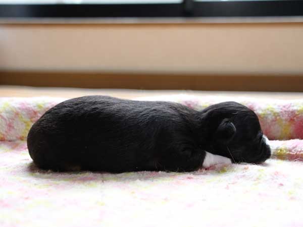 チワワ・ロングコート子犬販売、ブラックタン＆ホワイト、男の子（オス）、2014年05月08日産まれ、東京都（２３区）ブリーダー、ID6453