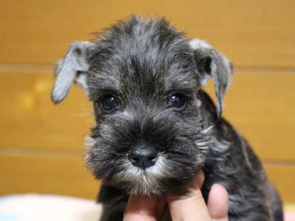 ミニチュアシュナウザー子犬販売、女の子（メス）、ソルト&ペッパー、2014年03月29日産まれ、神奈川県ブリーダー、ID6377