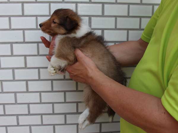 シェットランドシープドッグ（シェルティー、シェルティ）子犬販売情報、セーブル、男の子（オス）、3/4カラー、ブレーズなし、2014年4月1日産まれ、東京都ブリーダー、ID6406