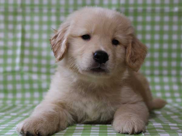 ゴールデンレトリーバー（レトリバー）千葉県ブリーダー子犬販売情報、20140331産まれ、ゴールド、男の子（オス）、ID6415