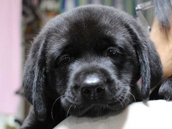 ラブラドールレトリーバー子犬販売、ブラック、男の子（オス）、2014年04月23日産まれ、神奈川県ブリーダー、ID6630