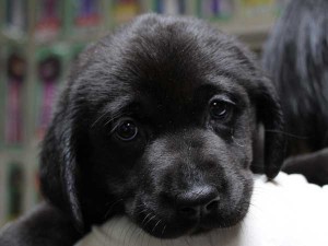 ラブラドールレトリーバー子犬販売、ブラック（黒ラブ）、女の子（牝、雌、メス、Female）、2014年04月23日生れ、神奈川県ブリーダー、ID6631