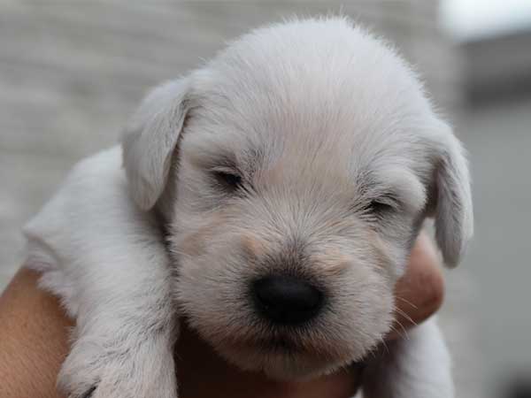 ミニチュアシュナウザー子犬販売、、男の子（オス）、ホワイト、2014年06月09日産まれ、静岡県ブリーダー、ID6773