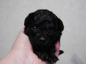 トイ・プードル、東京都ブリーダー子犬販売情報、ブラック、女の子（メス）、2014年4月28日生れ、ID6807