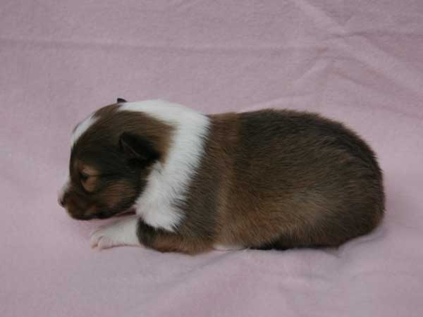 シェットランドシープドッグ（シェルティー、シェルティ）子犬販売、セーブル（セーブル＆ホワイト）、女の子（牝,雌,メス,Female）、2014年09月07日産まれ、神奈川県ブリーダー、ID7370