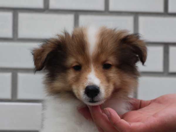 シェットランドシープドッグ（シェルティー、シェルティ）子犬販売、セーブル（セーブル＆ホワイト）、男の子（オス）、2014年07月11日産まれ、ID7272