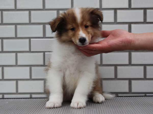 シェットランドシープドッグ（シェルティー、シェルティ）子犬販売、セーブル（セーブル＆ホワイト）、男の子（オス）、2014年07月11日産まれ、ID7272