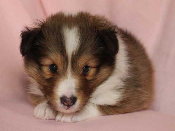 シェットランドシープドッグ（シェルティー、シェルティ）子犬販売、セーブル（セーブル＆ホワイト）、女の子（牝,雌,メス,Female）、2014年09月07日産まれ、神奈川県ブリーダー、ID7370