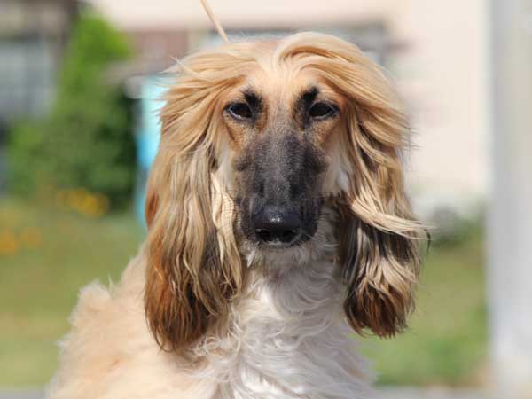 アフガンハウンド販売 女の子 メス ゴールド ブラックマスク 誕生日13年8月12日 茨城県ブリーダー Id7495 ブリーダーの子犬販売専門店 ペットショップさくら