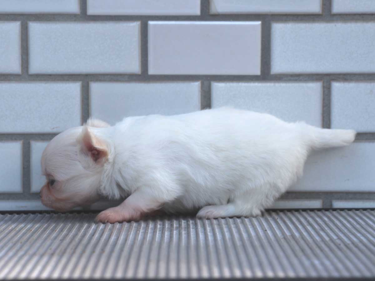 チワワロングコート子犬販売、パーティーカラー（ホワイト＆クリーム）、男の子（オス）、2014年10月6日産まれ、東京都ブリーダー、ID7645