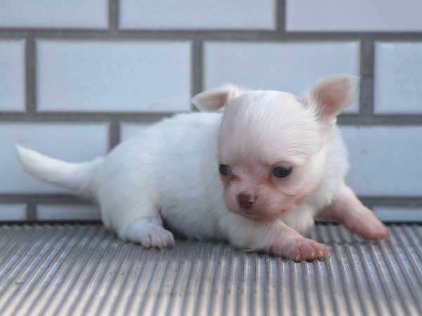 チワワロングコート子犬販売、パーティーカラー（ホワイト＆クリーム）、男の子（オス）、2014年10月6日産まれ、東京都ブリーダー、ID7645