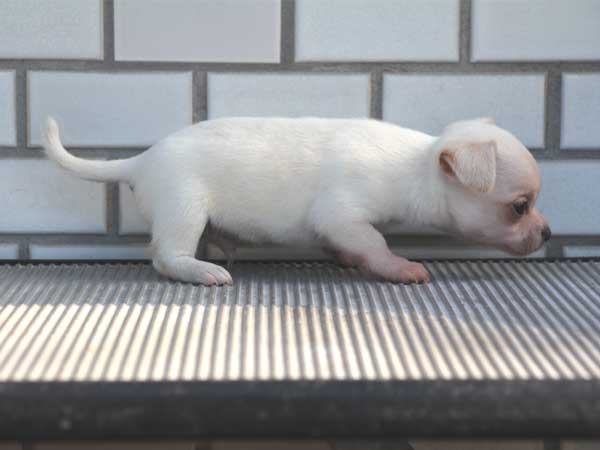 チワワスムースコート子犬販売、パーティーカラー（ホワイト＆クリーム）、男の子（オス）、2014年10月6日産まれ、東京都ブリーダー、ID7646