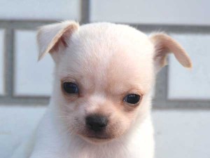 チワワスムースコート子犬販売、パーティーカラー（ホワイト＆クリーム）、男の子（オス）、2014年10月6日産まれ、東京都ブリーダー、ID7646