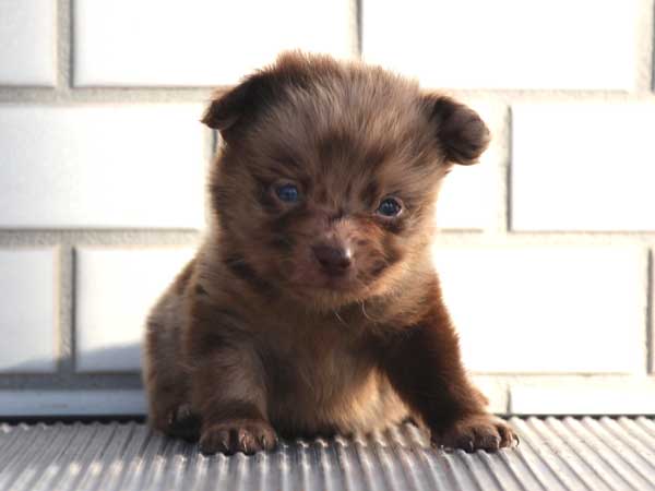 ミックス犬（ポメックス）子犬販売、男の子（オス）、チョコダップル、2014年10月04日産まれ、東京都ブリーダー、ID7649