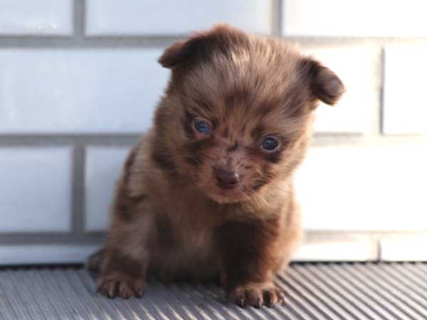 ミックス犬（ポメックス）子犬販売、男の子（オス）、チョコダップル、2014年10月04日産まれ、東京都ブリーダー、ID7649