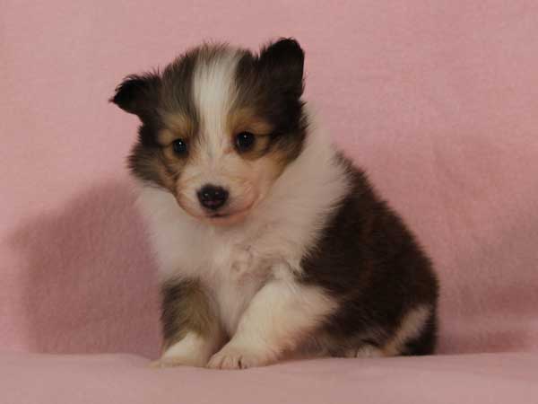 シェットランド・シープドッグ（シェルティー、シェルティ）子犬販売。セーブル＆ホワイト、フルカラー、女の子（メス）、2015年1月23日生れ、神奈川県ブリーダー。ID8282
