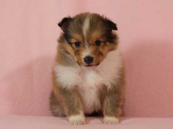 シェットランド・シープドッグ（シェルティー、シェルティ）子犬販売。セーブル＆ホワイト、フルカラー、女の子（メス）、2015年1月26日生れ、神奈川県ブリーダー。ID8283