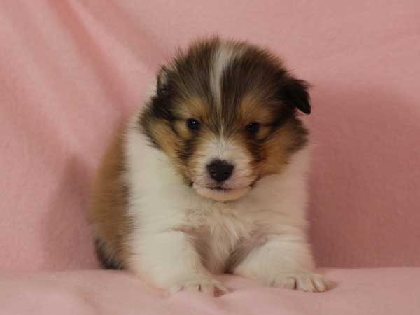 シェットランド・シープドッグ（シェルティー、シェルティ）子犬販売。セーブル＆ホワイト、フルカラー、男の子（オス）、2015年1月26日生れ、神奈川県ブリーダー。ID8163