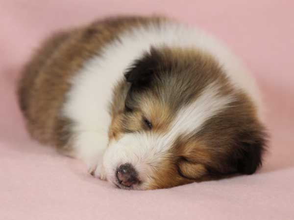 シェットランド・シープドッグ（シェルティー、シェルティ）子犬販売。 セーブル＆ホワイト、フルカラー、女の子（メス）、2015年1月26日生れ、神奈川県ブリーダー。ID8160