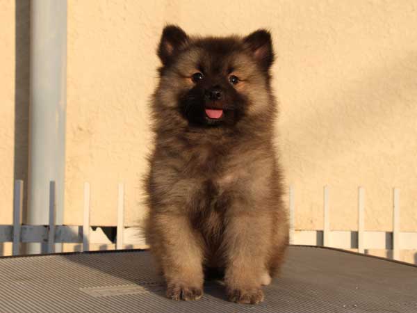 キースホンド子犬販売情報。ウルフグレー、女の子（メス）、2015年1月26日生れ、東京都ブリーダー。ＩＤ8378