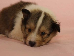 シェットランドシープドッグ子犬販売情報、セーブル＆ホワイト、男の子（オス）、2015年3月10日生れ、フルカラー、ブレーズ有り、神奈川県ブリーダー、ID8401