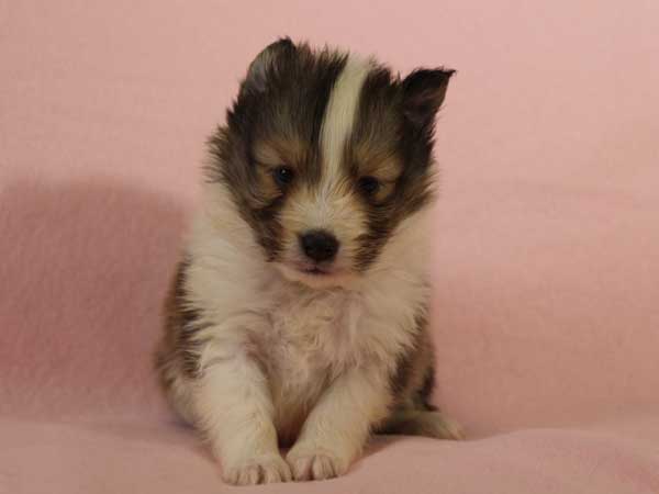 シェットランドシープドッグ（シェルティー、シェルティ）子犬販売情報、セーブル＆ホワイト、男の子（オス）、2015年3月10日生れ、フルカラー、ブレーズ有り、神奈川県ブリーダー、ID8402