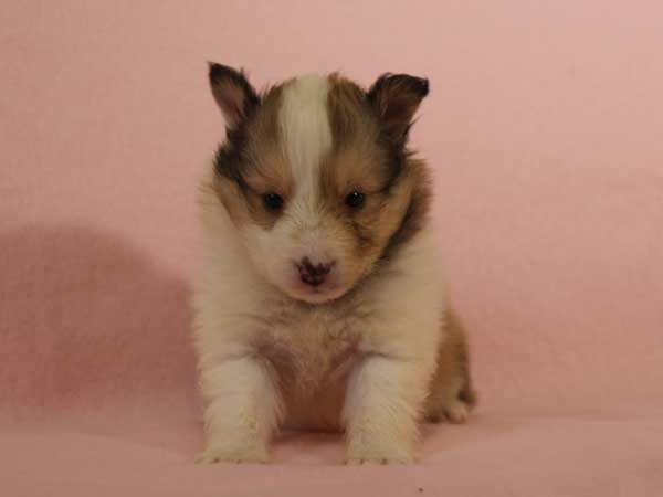 シェットランドシープドッグ（シェルティー、シェルティ）子犬販売情報、セーブル＆ホワイト、男の子（オス）、2015年3月10日生れ、フルカラー、ブレーズ有り、神奈川県ブリーダー、ID8403