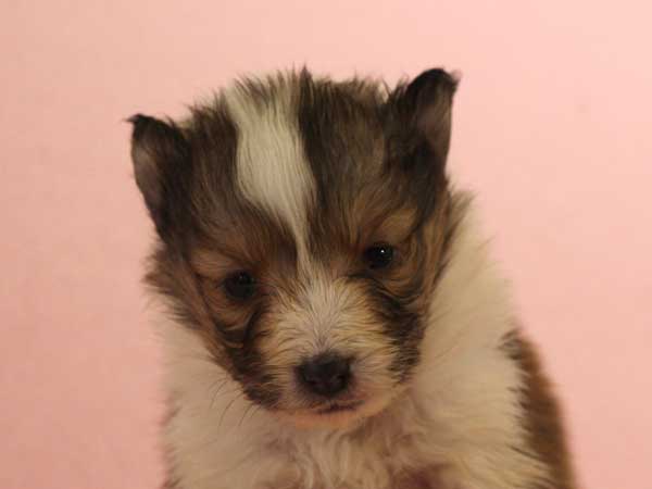 シェットランドシープドッグ（シェルティー、シェルティ）子犬販売情報、セーブル＆ホワイト、男の子（オス）、2015年3月10日生れ、フルカラー、ブレーズ有り、神奈川県ブリーダー、ID8404