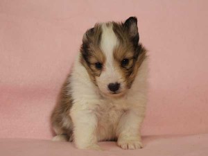 シェットランドシープドッグ（シェルティー、シェルティ）子犬販売情報、セーブル＆ホワイト、女の子（メス）、2015年3月10日生れ、フルカラー、ブレーズ有り、神奈川県ブリーダー、ID8405