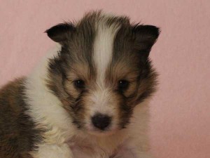 シェットランドシープドッグ（シェルティー、シェルティ）子犬販売情報、セーブル＆ホワイト、女の子（メス）、2015年3月10日生れ、フルカラー、ブレーズ有り、神奈川県ブリーダー、ID8406