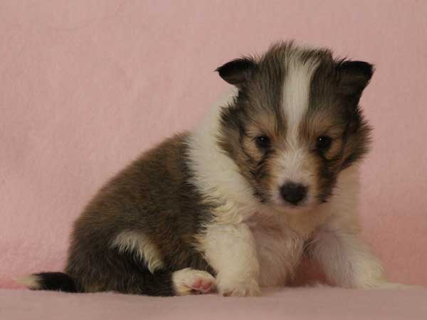 シェットランドシープドッグ（シェルティー、シェルティ）子犬販売情報、セーブル＆ホワイト、女の子（メス）、2015年3月10日生れ、フルカラー、ブレーズ有り、神奈川県ブリーダー、ID8406