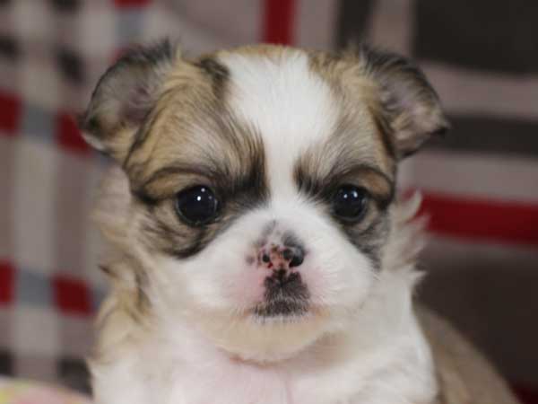 チワワロングコート子犬販売情報、レッド＆ホワイト、男の子（オス）、2015年3月23日生れ、東京都（23区）ブリーダー、ID8439。