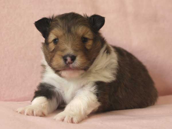 シェットランド・シープドッグ（シェルティー）子犬販売情報、セーブル＆ホワイト、男の子（オス）、2015年4月20日産まれ、フルカラー、ブレーズ無し、神奈川県ブリーダー、ID8507。
