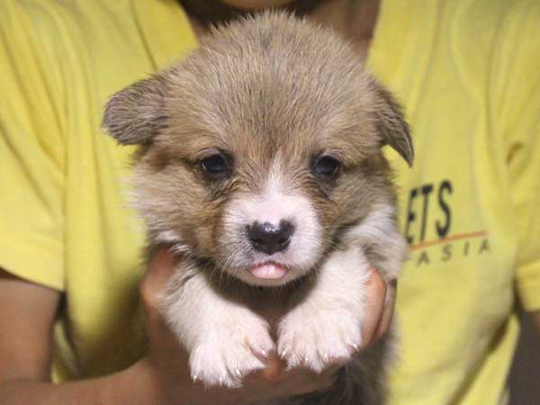 ウェルシュコーギーペンブローク子犬販売情報、レッド＆ホワイト、女の子（メス）、2015年5月29日産まれ、神奈川県ブリーダー、ID8697