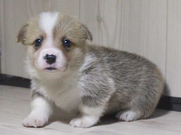 ウェルシュコーギーペンブローク子犬販売情報、レッド＆ホワイト、男の子（オス）、2015年5月29日産まれ、神奈川県ブリーダー、ID8698
