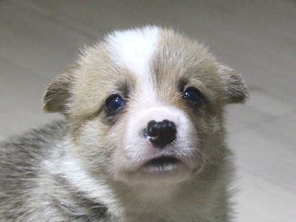 ウェルシュコーギーペンブローク子犬販売情報、レッド＆ホワイト、男の子（オス）、2015年5月29日産まれ、神奈川県ブリーダー、ID8698