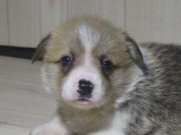 ウェルシュコーギーペンブローク子犬販売情報、レッド＆ホワイト、男の子（オス）、2015年5月29日産まれ、神奈川県ブリーダー、ID8699
