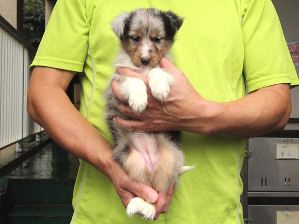 シェットランドシープドッグ（シェルティー）子犬販売情報、女の子（メス）、ブルーマール、2015年7月6日生れ、東京都ブリーダー、ＩＤ8980
