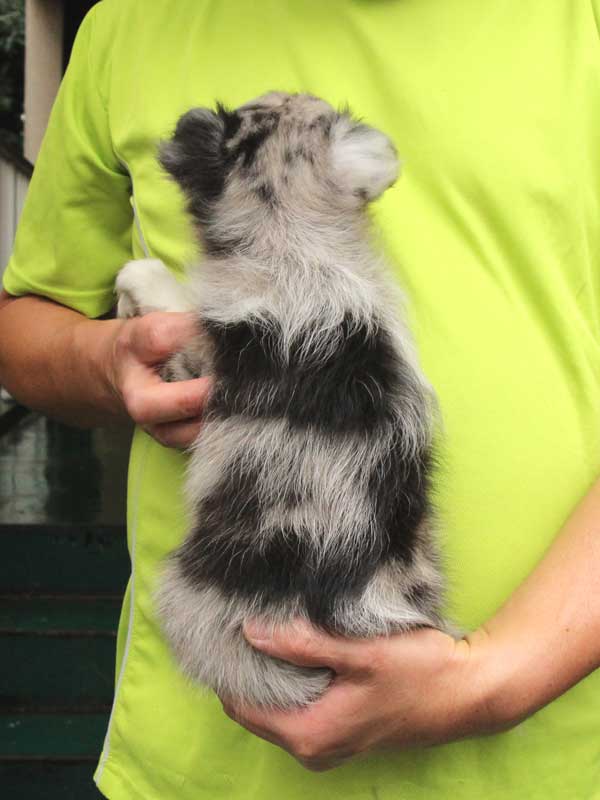 シェットランドシープドッグ（シェルティー）子犬販売、女の子（メス）、ブルーマール、2015年7月6日生れ、東京都ブリーダー、ID8980