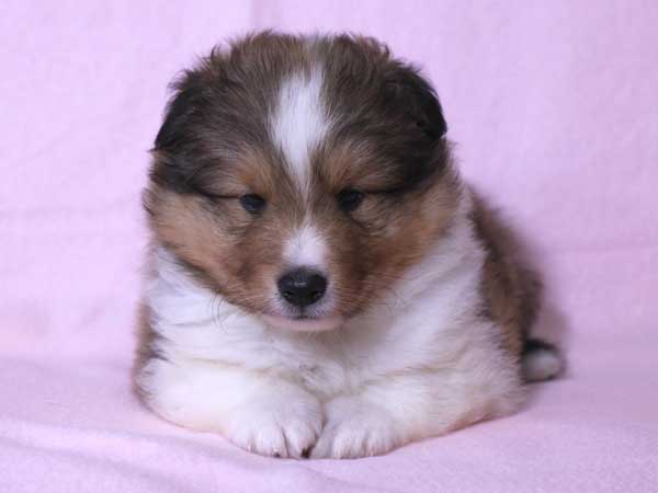 シェットランド・シープドッグ（シェルティー）子犬販売、セーブル&ホワイト、男の子（オス）、2015年8月12日生れ、神奈川県ブリーダー、ID9059