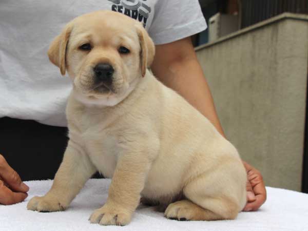 ラブラドールレトリーバー子犬販売、イエロー、男の子（オス）、2015年10月5日生れ、神奈川県ブリーダー、ID9162