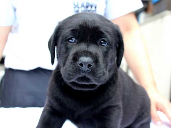 ラブラドールレトリーバー子犬販売、ブラック、男の子（オス）、2015年10月5日生れ、神奈川県ブリーダー、ID9160