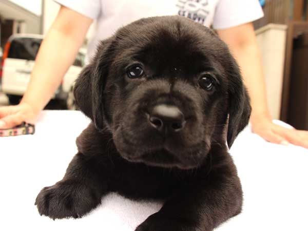 ラブラドールレトリーバー子犬販売、ブラック、男の子（オス）、2015年10月5日生れ、神奈川県ブリーダー、ID9158